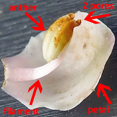 Pyrola americana - Pyrola rotundifolia  - Roundleaf Pyrola, flower, petal, filament, anther, pores, theca 